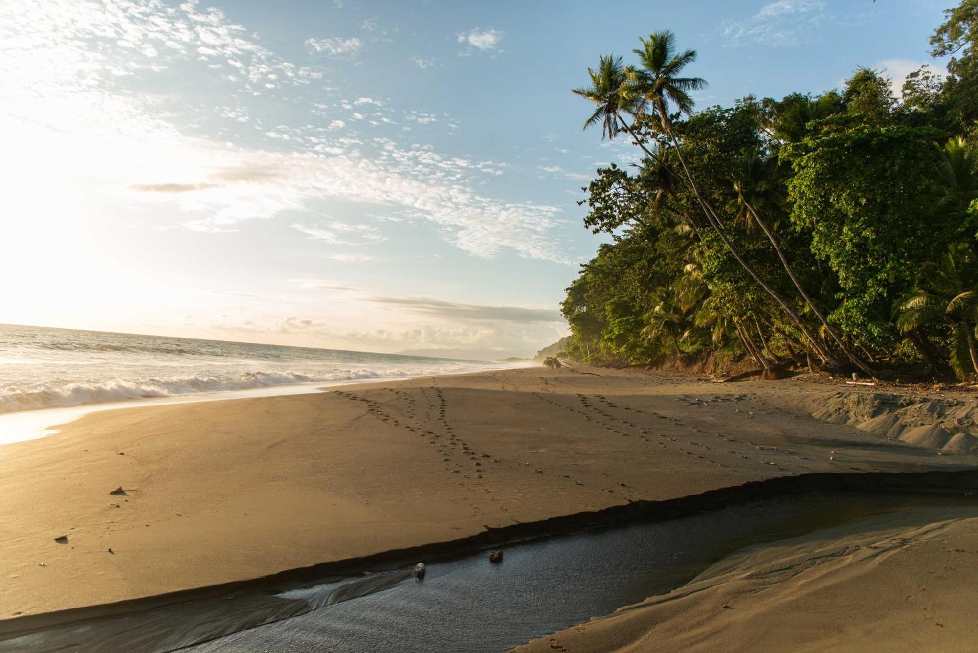 El Remanso Rainforest Lodge Puerto Jiménez Zewnętrze zdjęcie
