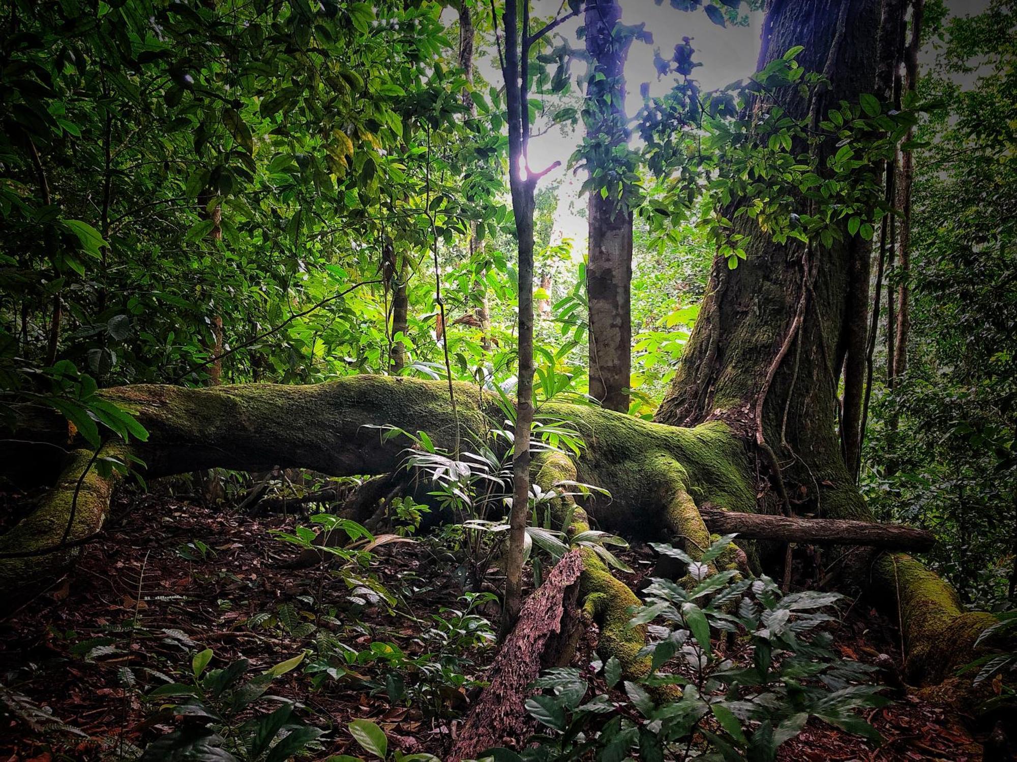 El Remanso Rainforest Lodge Puerto Jiménez Zewnętrze zdjęcie